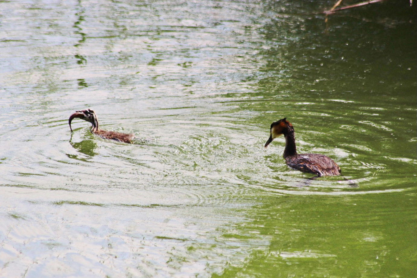 Svasso maggiore con piccoli